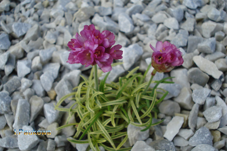 Armeria.jpg
