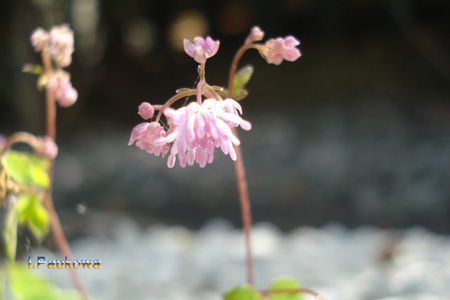 Thalictrum.jpg
