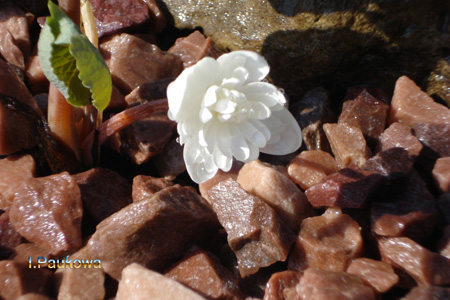 Sanguinaria  canadensis  Multiplex.jpg