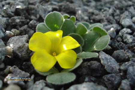 Oxalis 'Ken Ashlet'.jpg