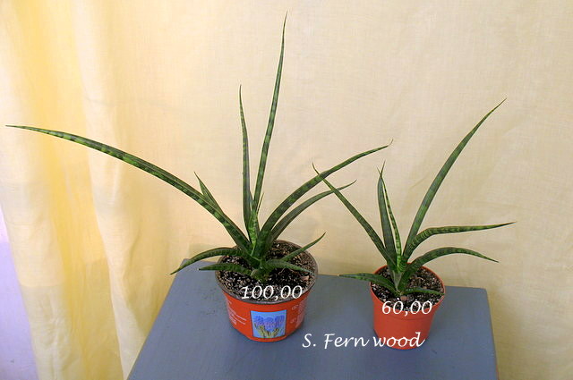 fern1.JPG