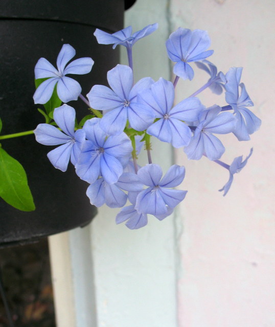 plumbago.JPG