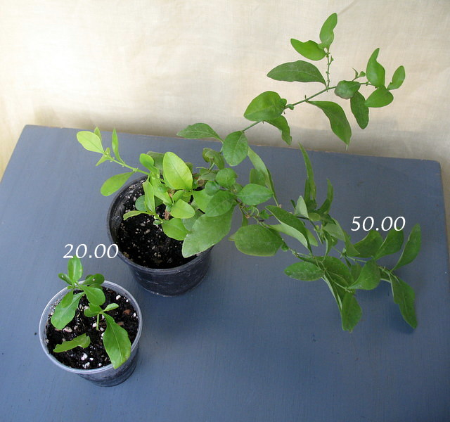 plumbago.JPG