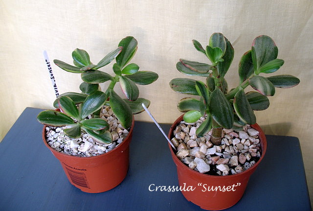 crassula.JPG