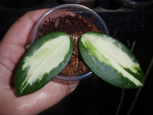 Hoya verticillata variegata.jpg