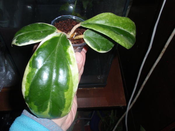 Hoya incrassata 'Eclipse' (albomarginata).jpg