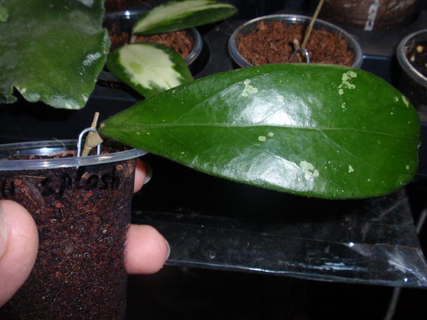 Hoya Forbesii splash.jpg
