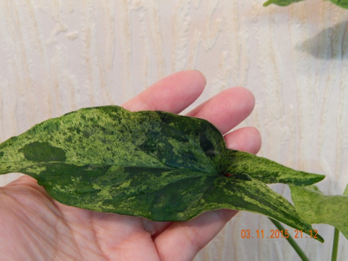 DSCN5280.JPG