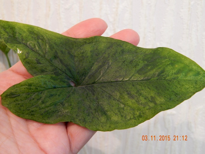 DSCN5281.JPG