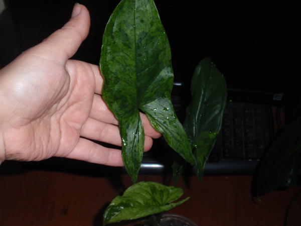 Syngonium Podophyllum Mottled Arrowhead - 50 грн.jpg