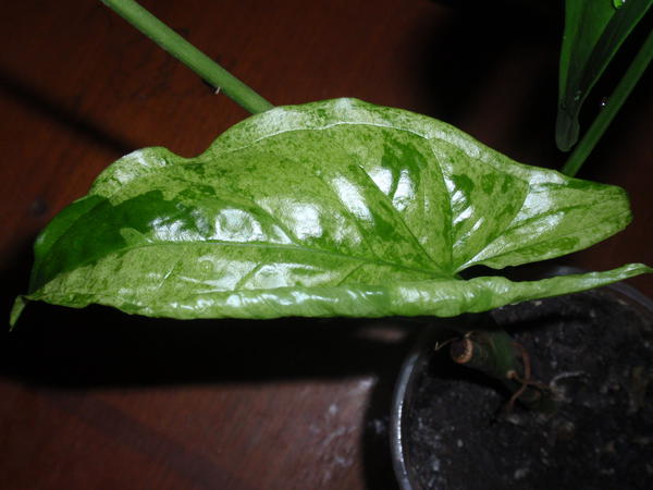 Syngonium Podophyllum Mottled Arrowhead - 50 грн1.jpg