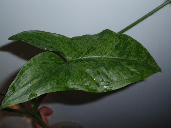Syngonium Podophyllum Mottled Arrowhead - 75 грн1.jpg