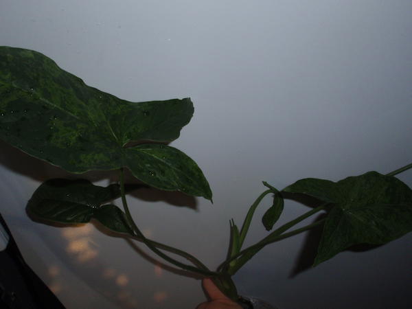 Syngonium Podophyllum Mottled Arrowhead - 75 грн.jpg