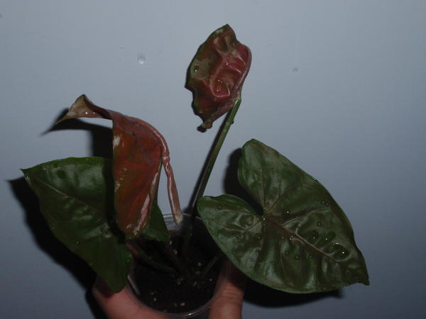 Syngonium Chocolate ( Red Plam Allusion)- 50 грн.jpg