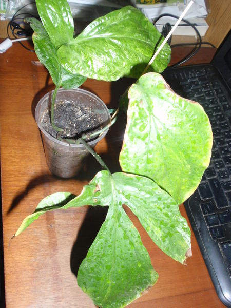 Epipremnum sp.variegata.jpg
