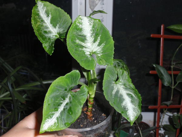 Syngonium wendlandii Scrambled Eggs var- 280 грн.jpg