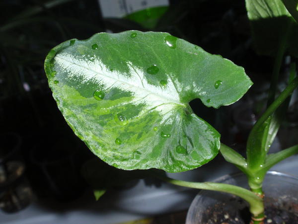 Syngonium wendlandii Scrambled Eggs var- 280 грн1.jpg