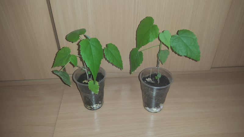 20151105_144317.JPG