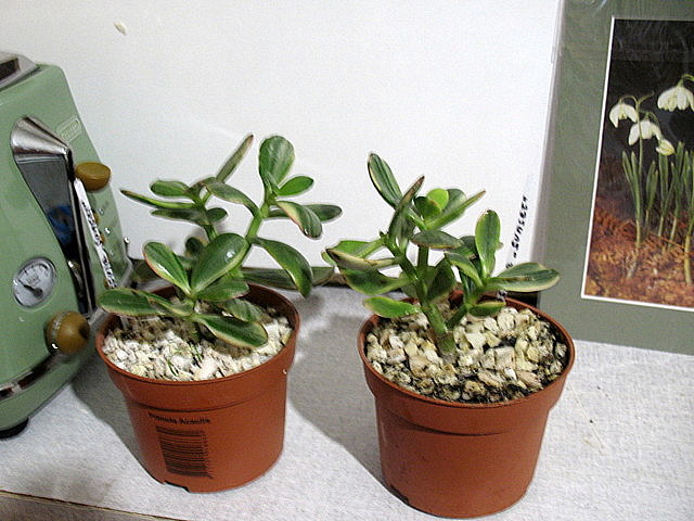 крассулки1.JPG