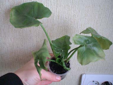 DSC02440а.jpg