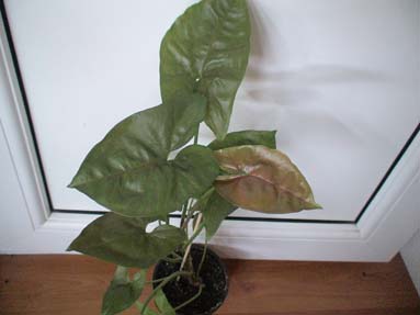 DSC02354а.jpg