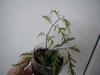 DSC02361а.jpg