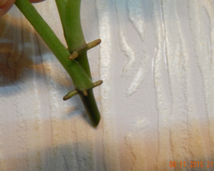 DSCN5301.JPG