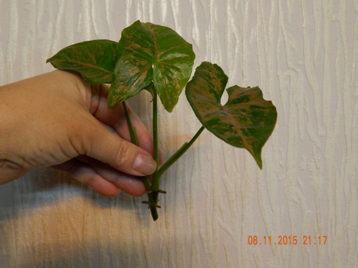 DSCN5300.JPG