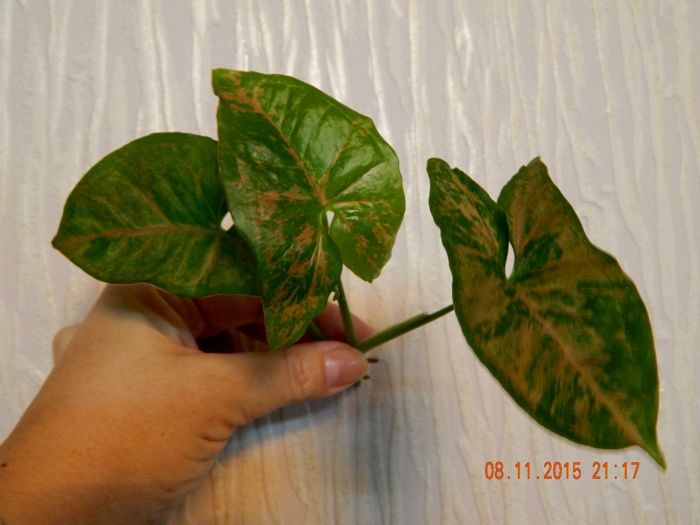 DSCN5299.JPG