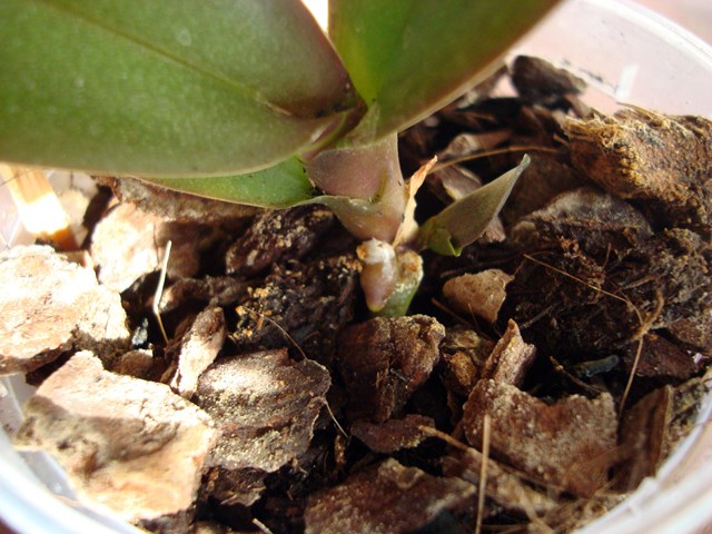 DSC01690.jpg