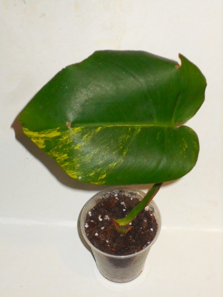 DSCN3881с (Копировать).jpg