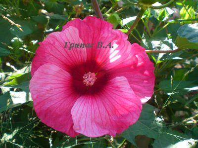 CIMG0041.jpg