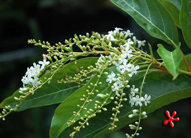 Citharexylum-spinosum-Fiddlewood-2208.jpg