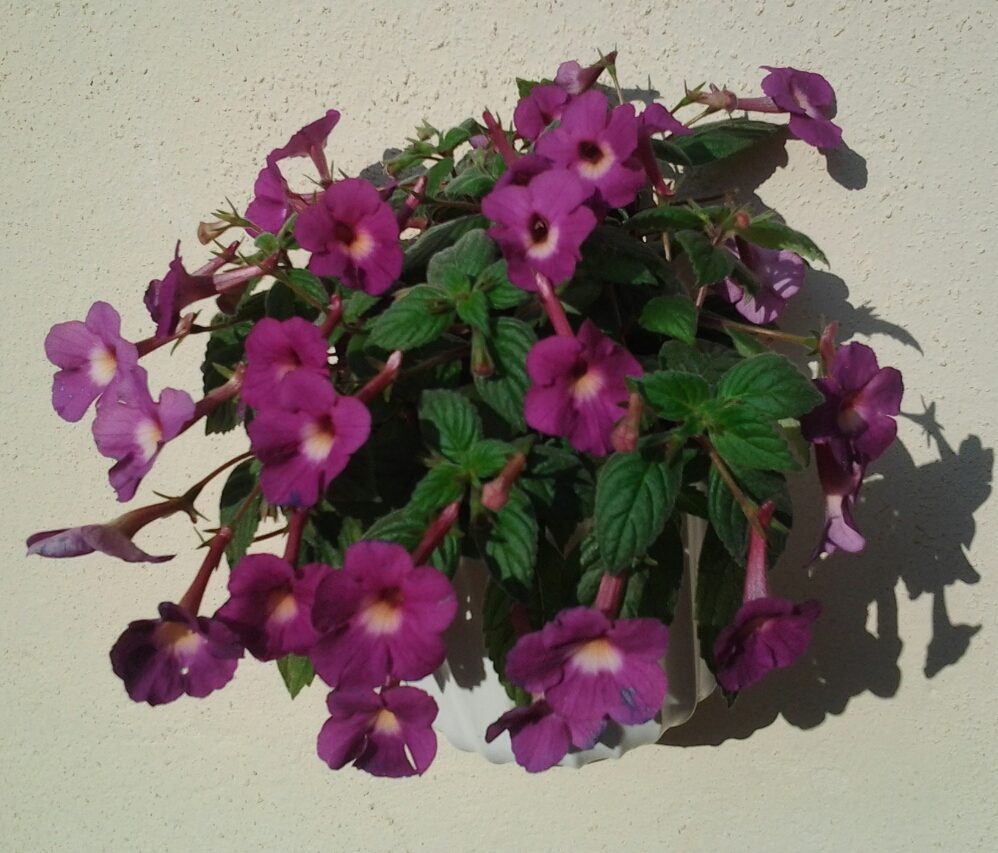 image (13).jpg