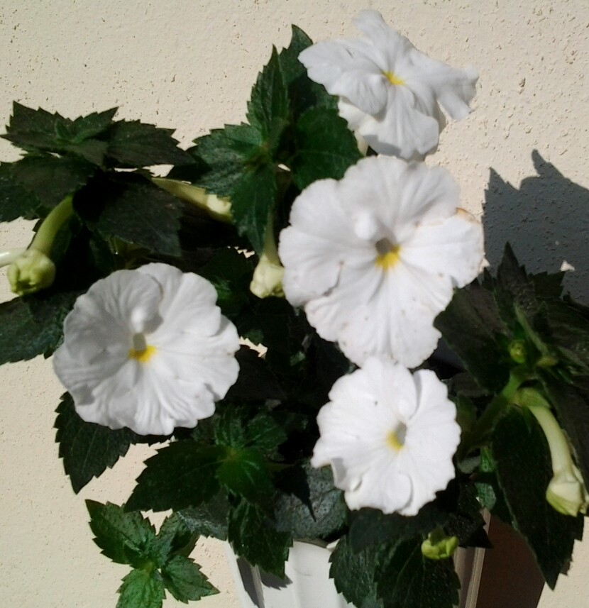 image (14).jpg