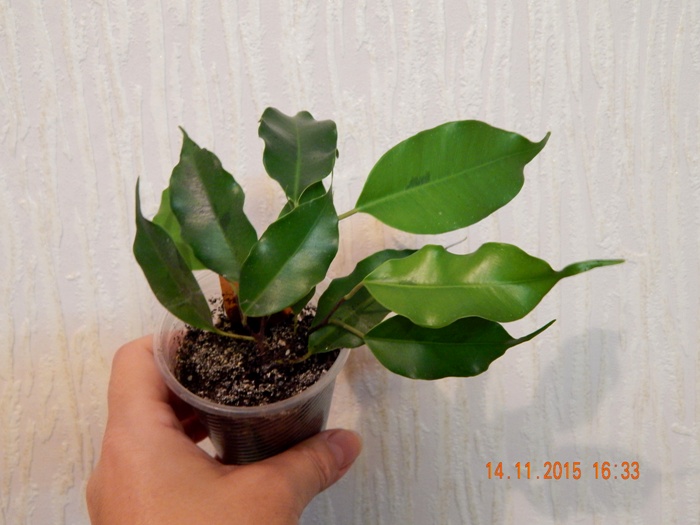 DSCN5353.JPG