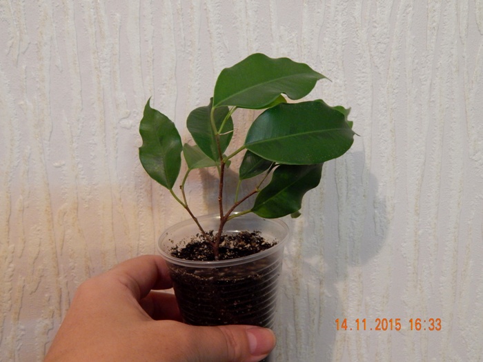 DSCN5352.JPG