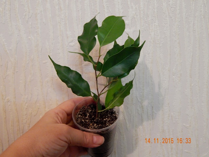 DSCN5351.JPG