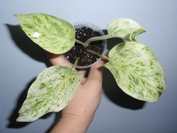 Эпипремнум Marble Queen-25 грн.jpg