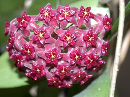purpureofuskaЦвет.jpg
