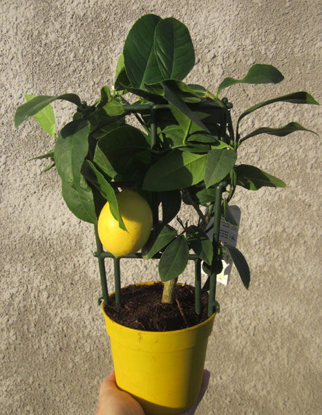 limon.jpg