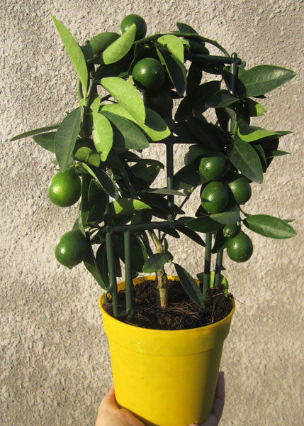 Limonella.jpg