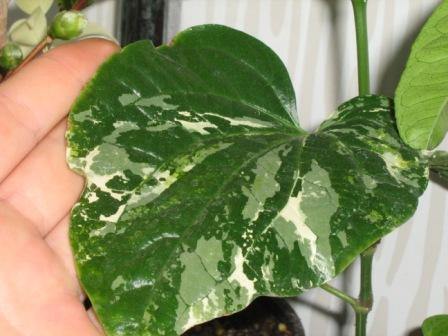 Piper methysticum_2_сжат.jpg