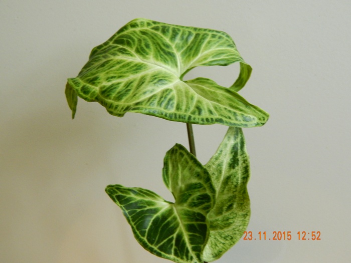 DSCN5398.JPG