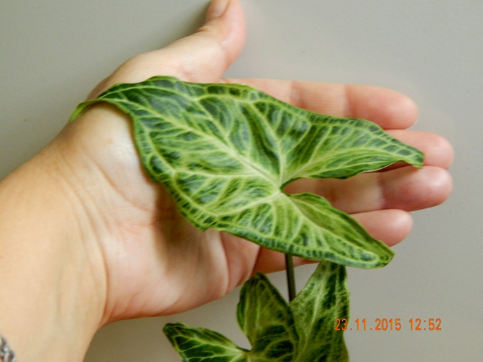 DSCN5397.JPG