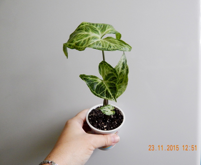 DSCN5396.JPG