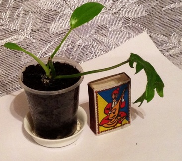 image.jpg