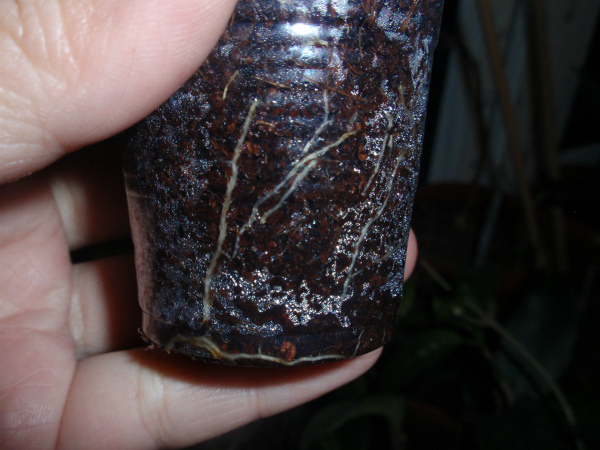 Hoya Forbesii splash корни.JPG