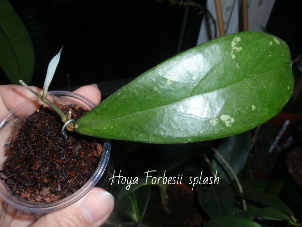 Hoya Forbesii splash.JPG