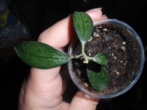 Hoya sp. GPS 88- 60 грн, растущая.jpg